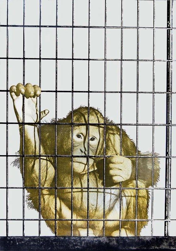 MICHELANGELO  PISTOLETTO - La scimmia 1962/73 
