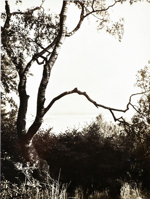 ALBERT RENGER-PATZSCH : Birch Tree in Park, Germany  (1925 ca.)  - stampa alla gelatina ai sali d'argento, vintage - Auction Photographs, works on papers, art by women - I - Fidesarte - Casa d'aste