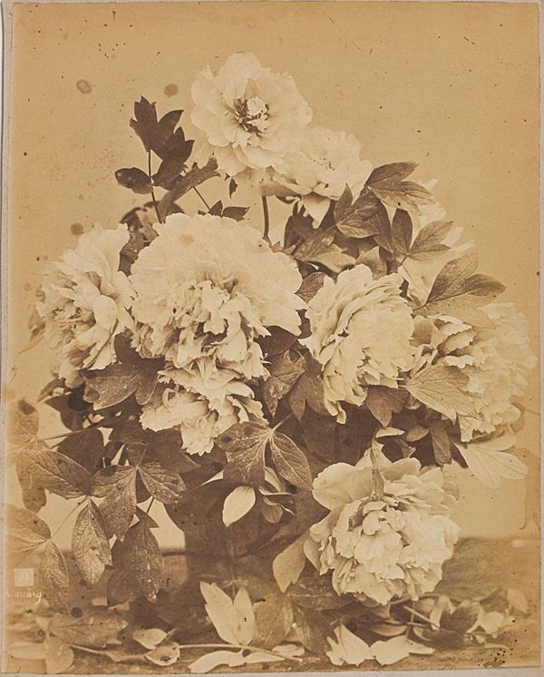CHARLES AUBRY : Bouquet de pivoines  (1864)  - stampa all'albumina - Auction Modern and Contemporary Art and Photography sale - II - Fidesarte - Casa d'aste