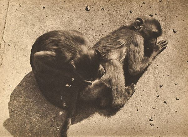 ALBERT RENGER-PATZSCH - Drei Rhesus-Affen