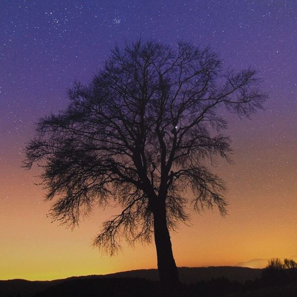 DIEGO LUNARDI - Albero