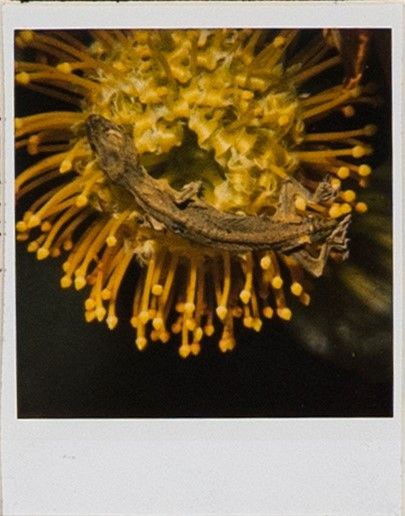 Nobuyoshi Araki - Flower, Yamorinski, Bondage