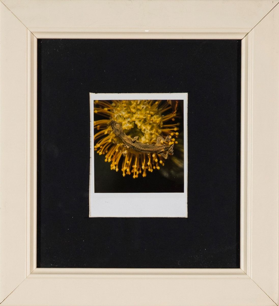 Nobuyoshi Araki - Flower, Yamorinski, Bondage