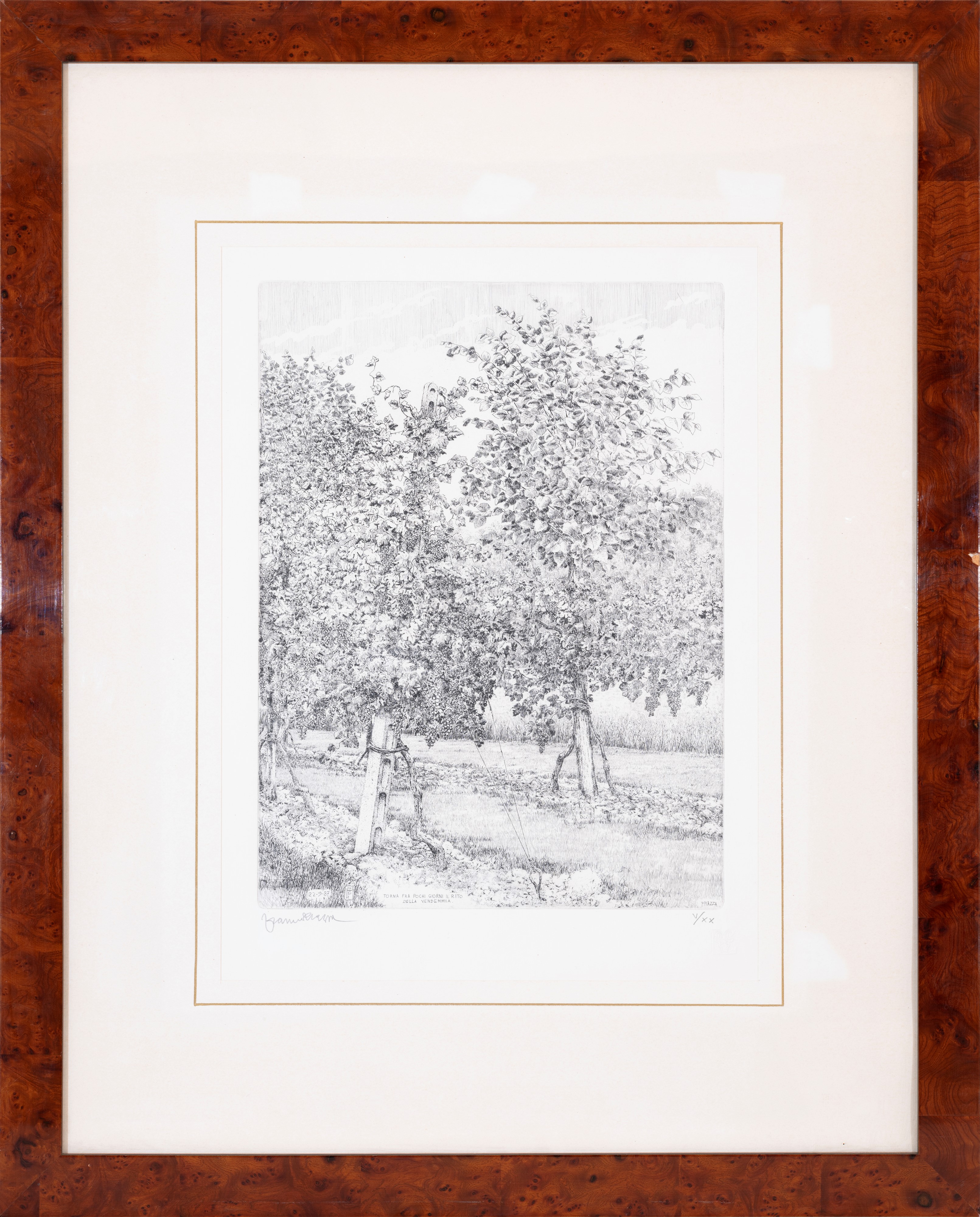 Paesaggio - Vendemmia