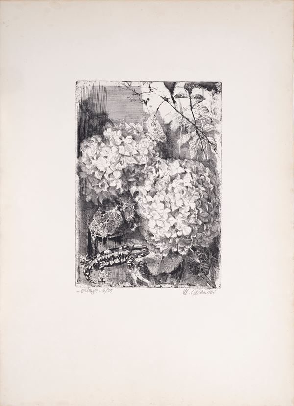 MARIO CALANDRI - Ortensie